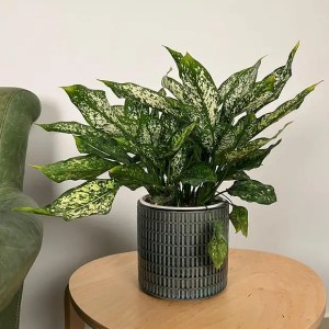 Aglaonema commutatum 'Spring-Snow' | Chinese Evergreen