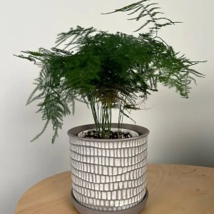 Asparagus Setaceus | Lace Fern