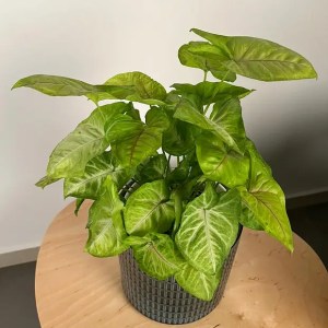 Syngonium Podophyllum 'Berry Allusion'