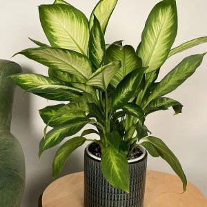 Dieffenbachia maculata 'Camile'