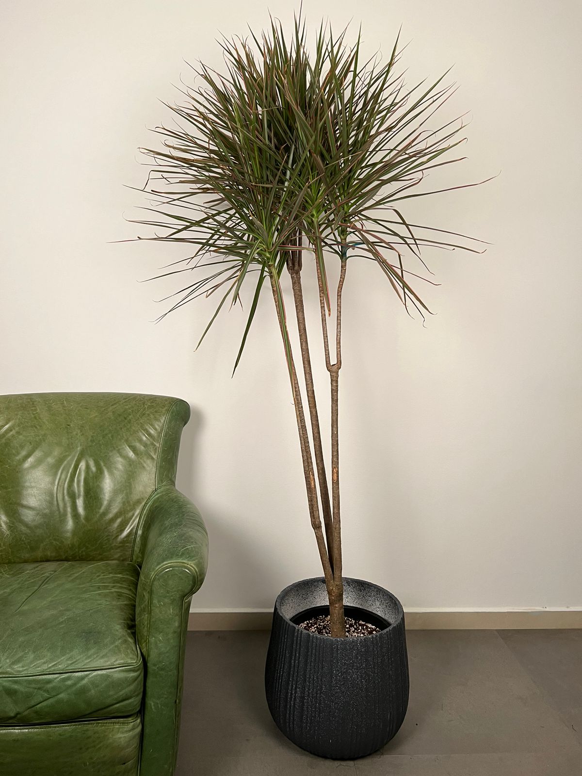 Dracaena marginata | Dragon Tree