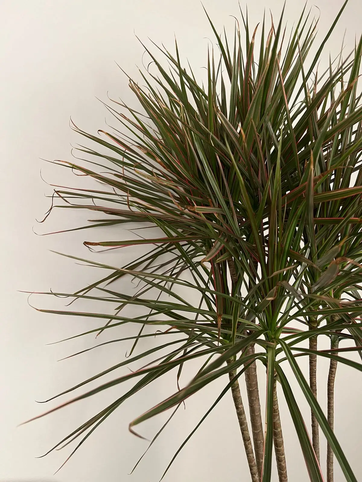 Dracaena marginata | Dragon Tree - Image 2