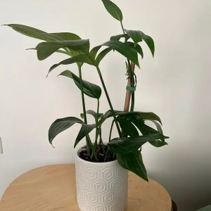 Rhaphidophora Decursiva | Dragon's Tail