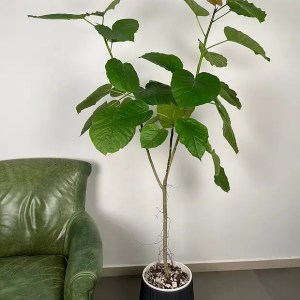 Ficus Umbellata | Umbrella Tree Fig