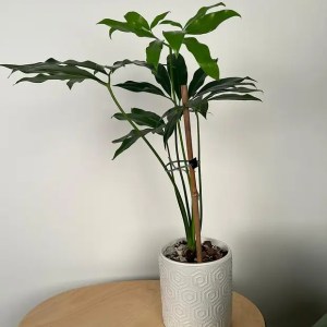 Philodendron Goeldii | Finger Leaf Philodendron