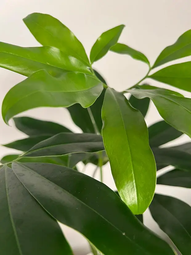 Philodendron Goeldii | Finger Leaf Philodendron  Hoya Plants
