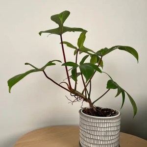 Philodendron 'Florida Beauty'