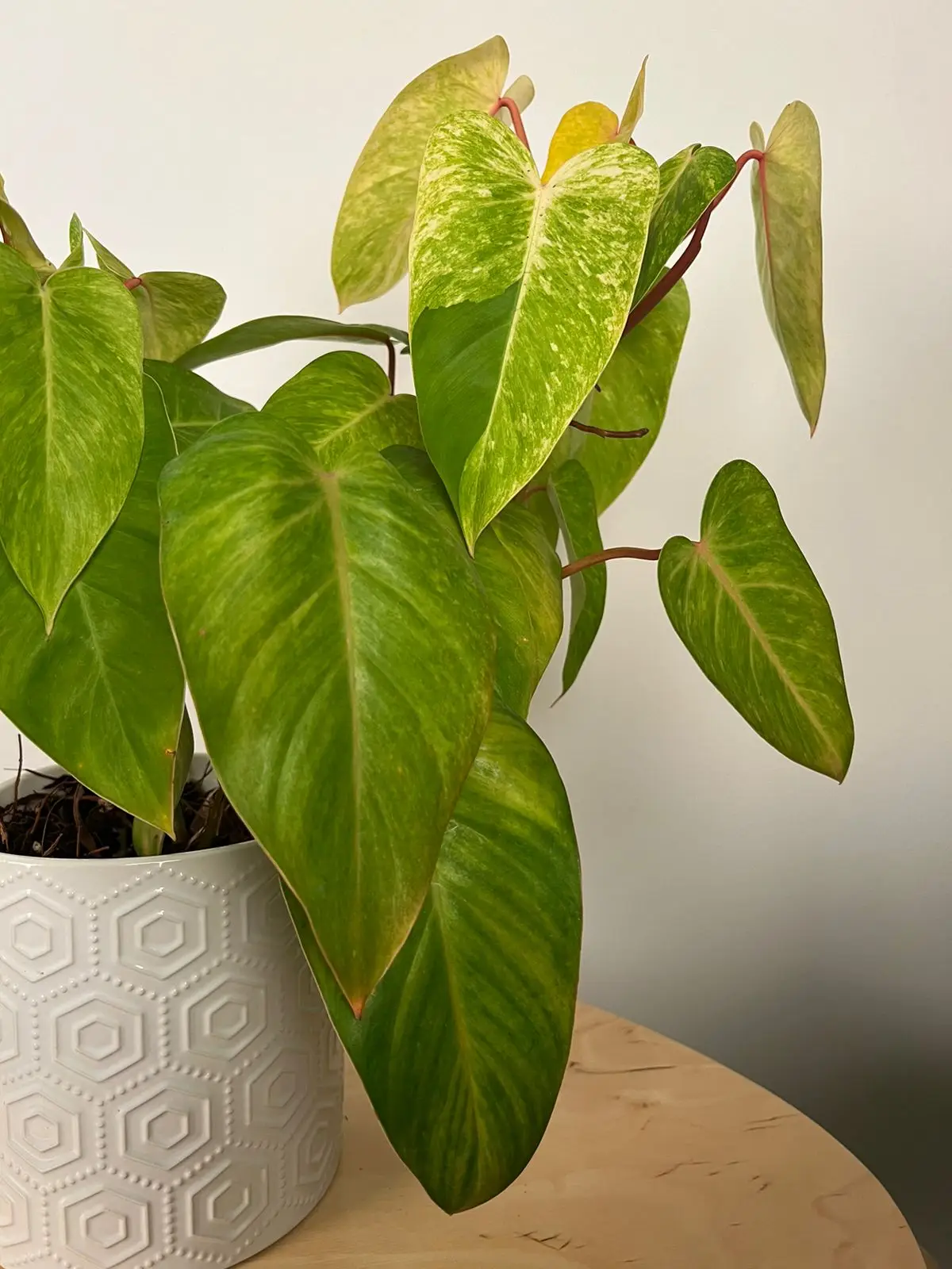 Philodendron Erubescens 'Painted Lady' - Image 2