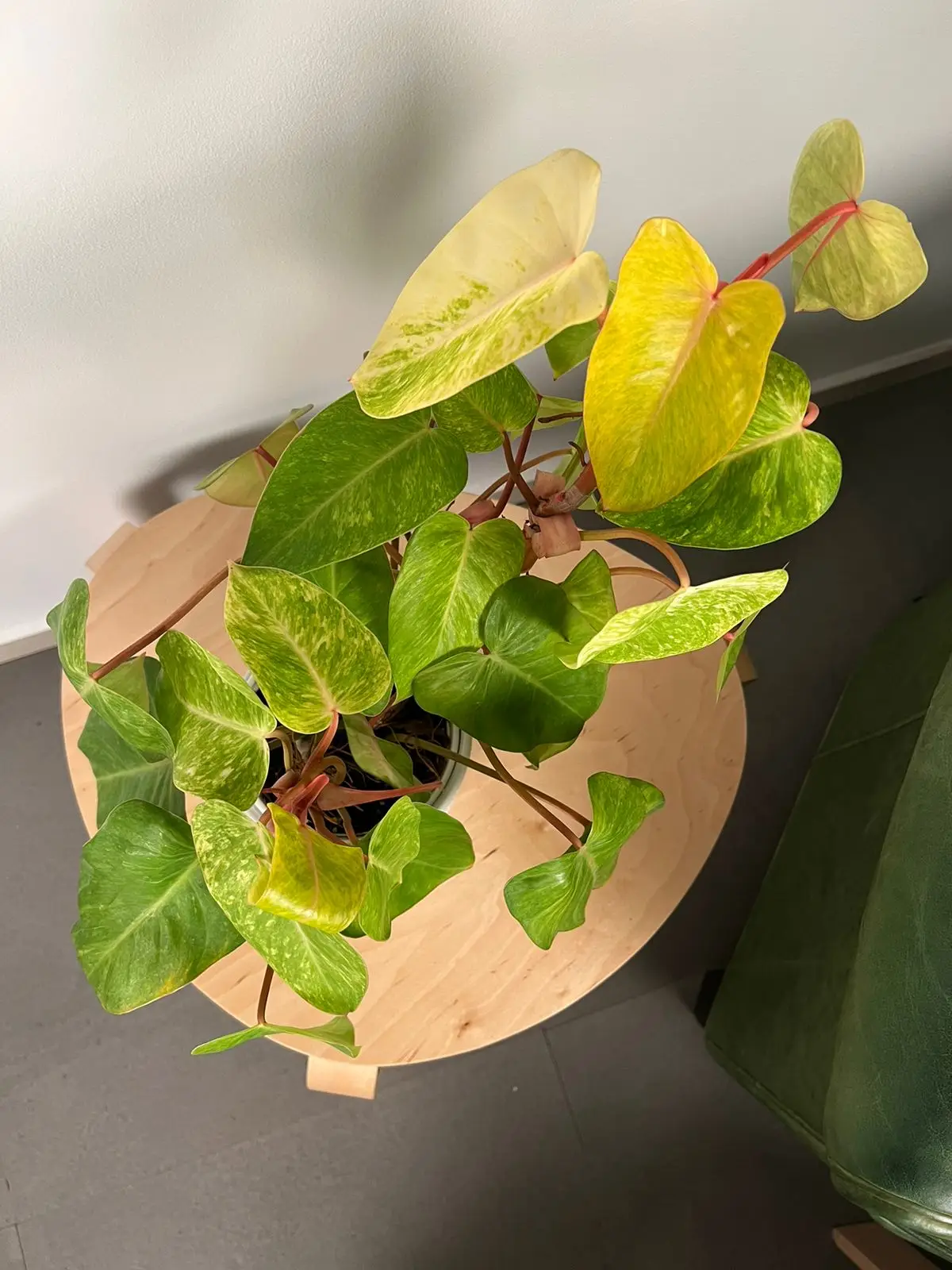 Philodendron Erubescens 'Painted Lady' - Image 3