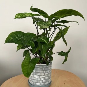 Syngonium Podophyllum 'Panda'