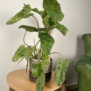 Philodendron 'Paradiso Verde'