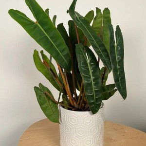 Philodendron Billietiae