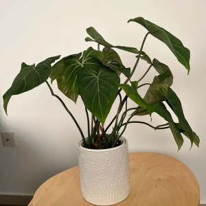 Philodendron Gloriosum
