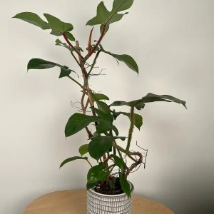 Philodendron Squamiferum | Red Bristle Philodendron