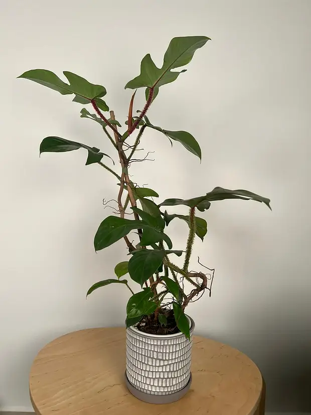 Philodendron Squamiferum | Red Bristle Philodendron