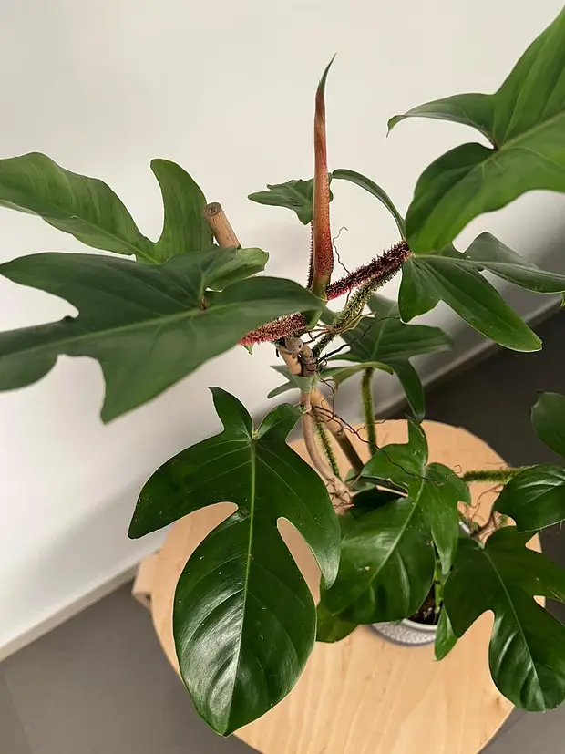 Philodendron Squamiferum | Red Bristle Philodendron  Hoya Plants