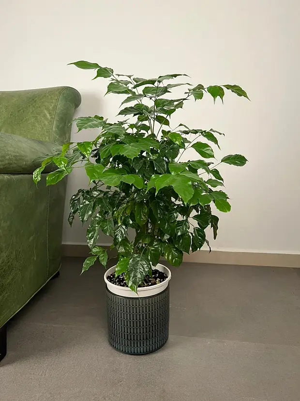 Radermachera Sinica | China Doll Plant