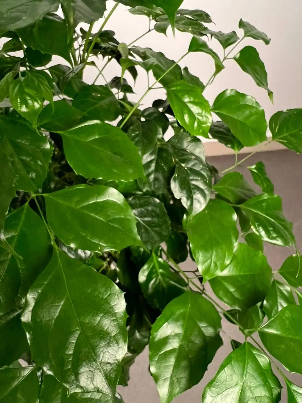 Radermachera Sinica | China Doll Plant - Image 2