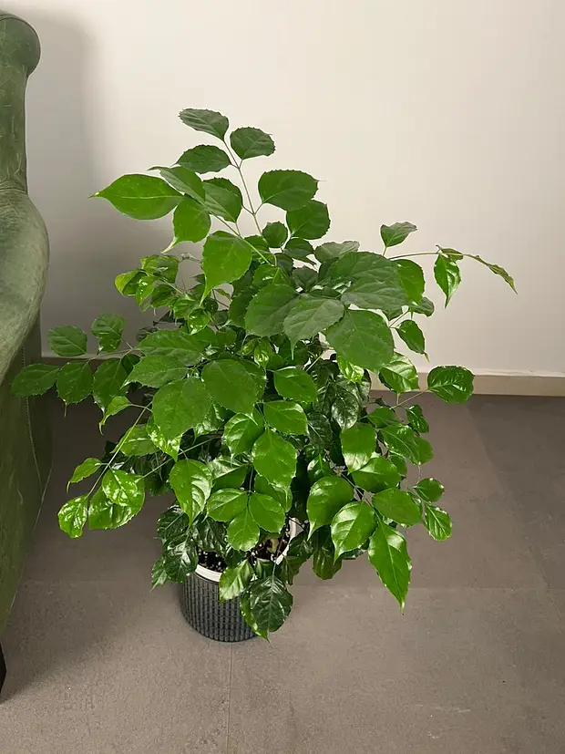 Radermachera Sinica | China Doll Plant - Image 3