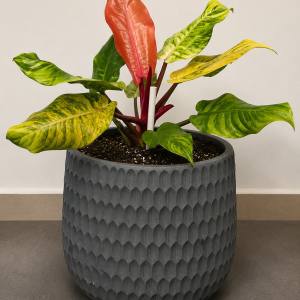 Philodendron ‘Orange Marmalade’